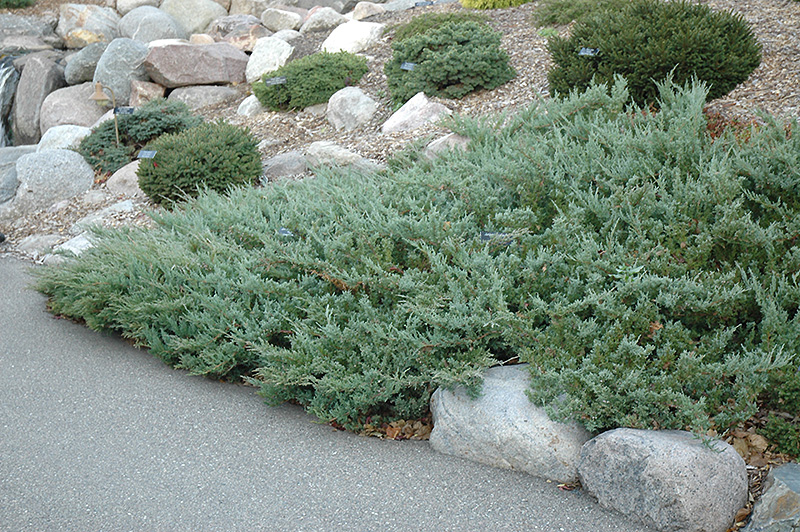 Shrub