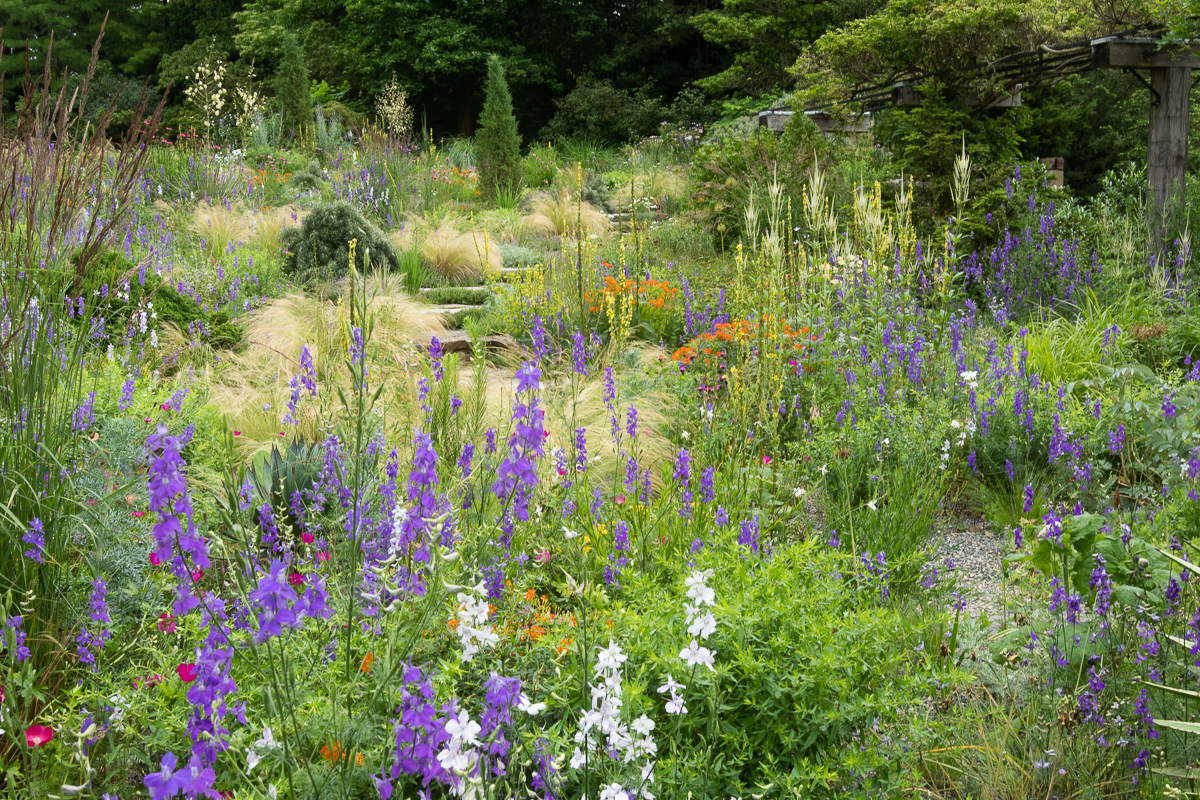 Perennials