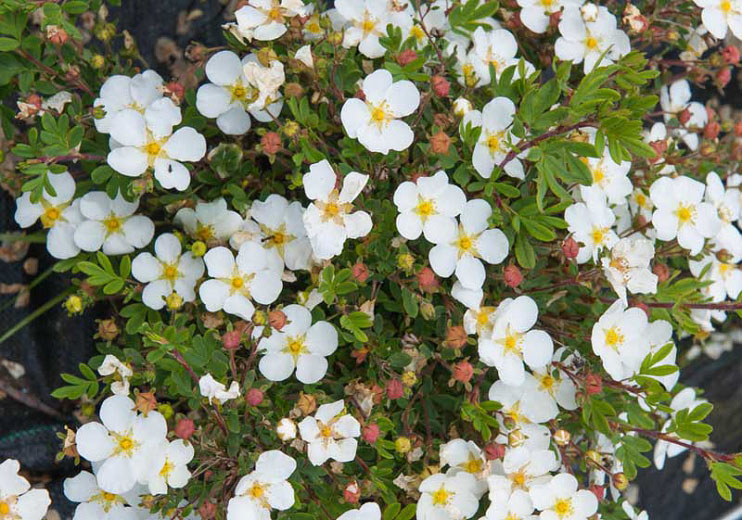 Abbotswood Potentilla - Image 3
