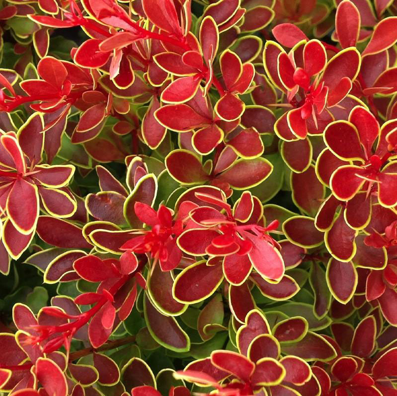 Admiration Barberry - Image 2