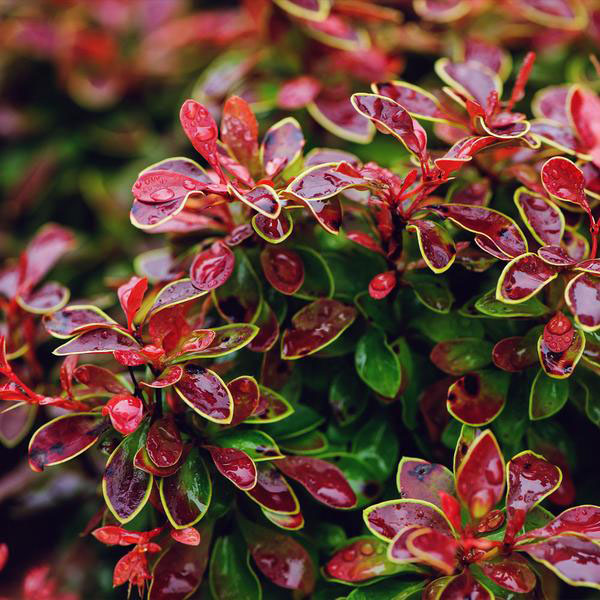 Admiration Barberry - Image 3