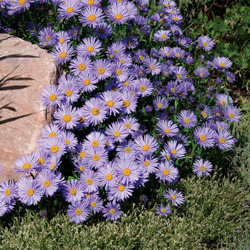 Alpine Aster - Image 2