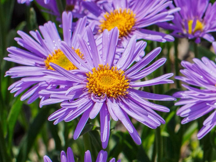 Alpine Aster - Image 3