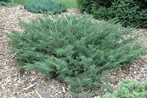 Alpine Carpet Juniper - Image 2
