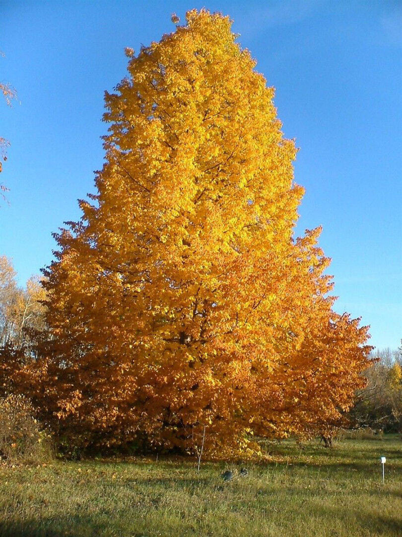 American Linden - Image 2