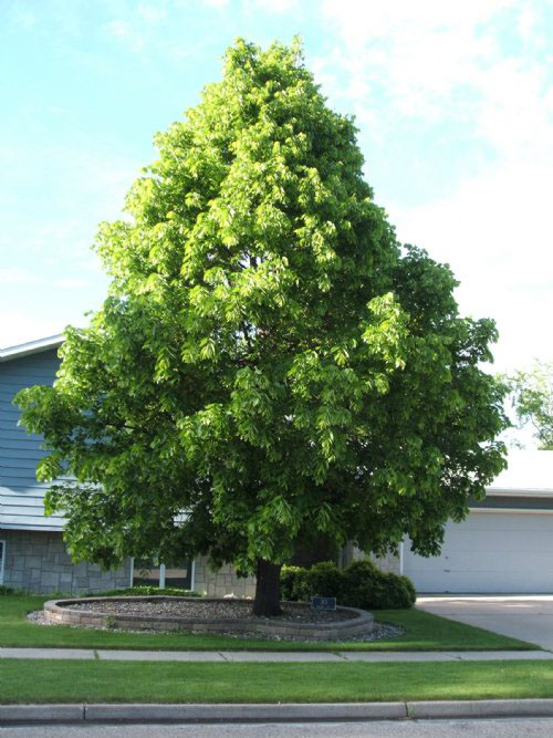 American Linden - Image 3