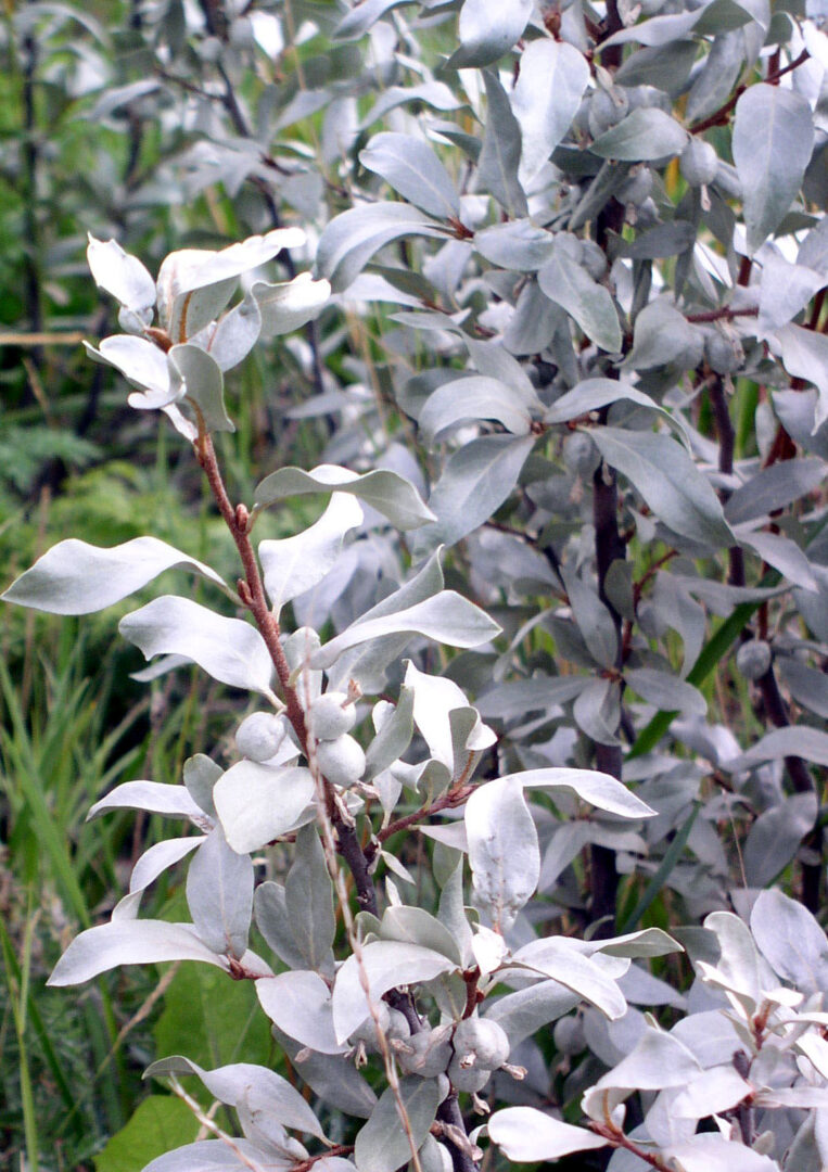 American Silverberry - Image 3
