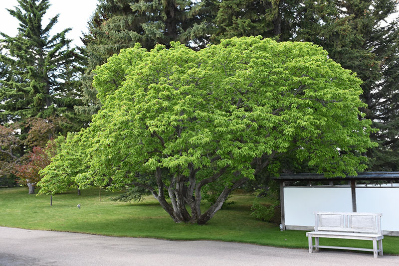 Amur Maple - Image 2