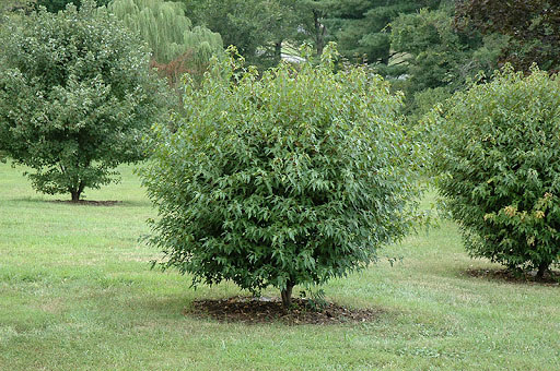 Amur Maple - Image 2