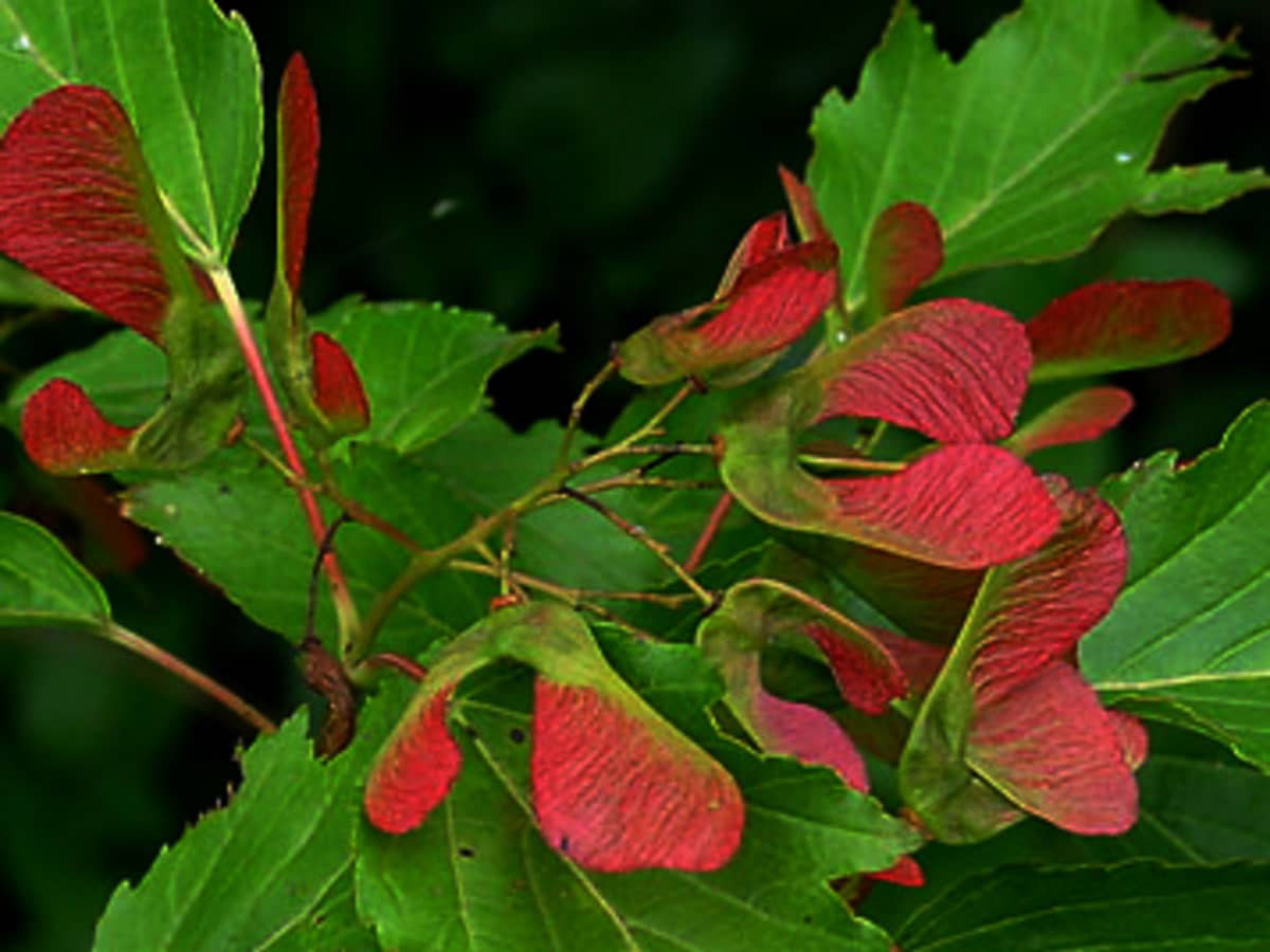 Amur Maple - Image 3