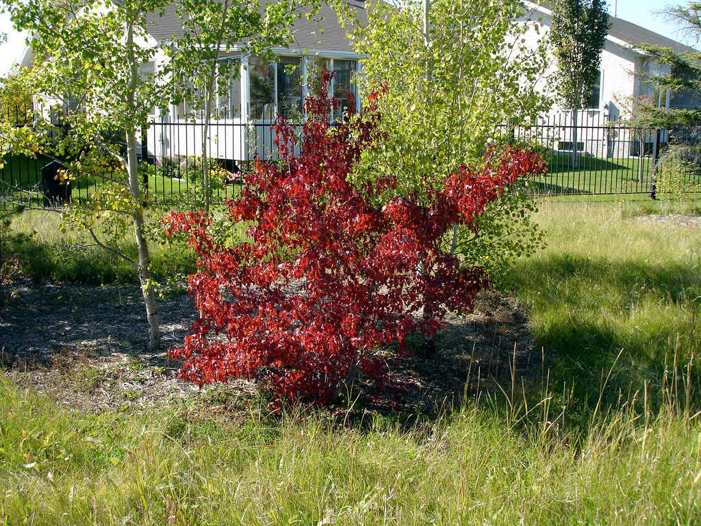 Amur Maple - Image 3