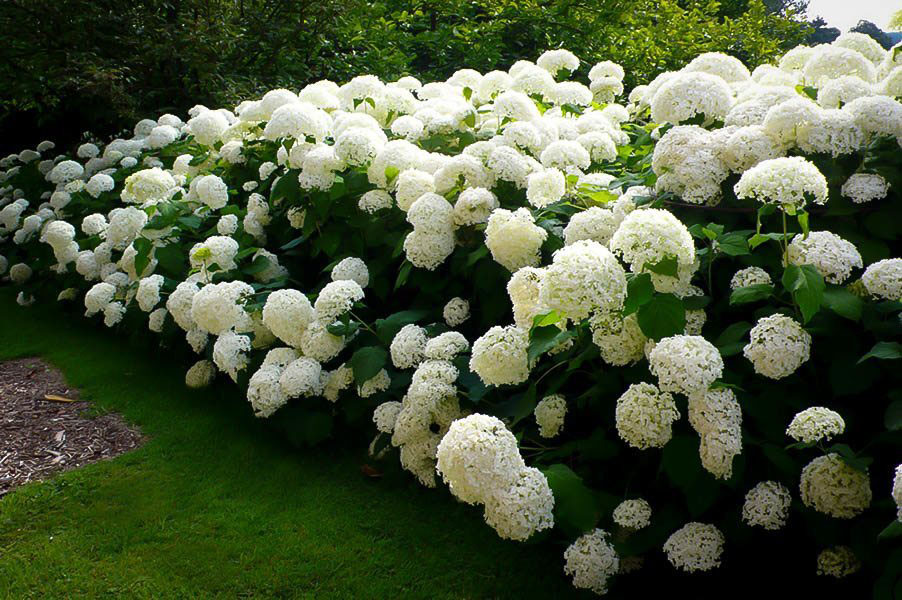 Annabelle Hydrangea - Image 2