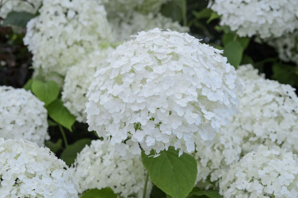 Annabelle Hydrangea - Image 3