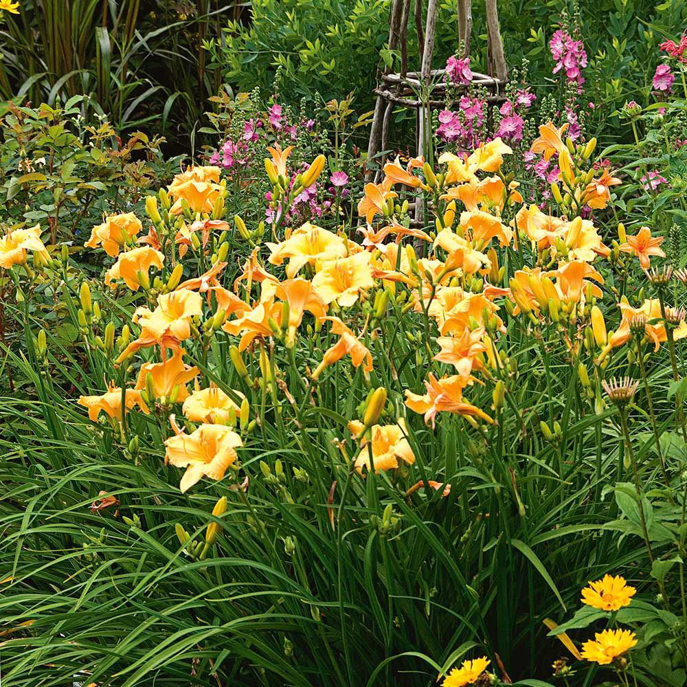 Apricot Sparkles Daylily - Image 2