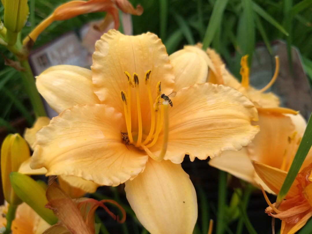 Apricot Sparkles Daylily - Image 3