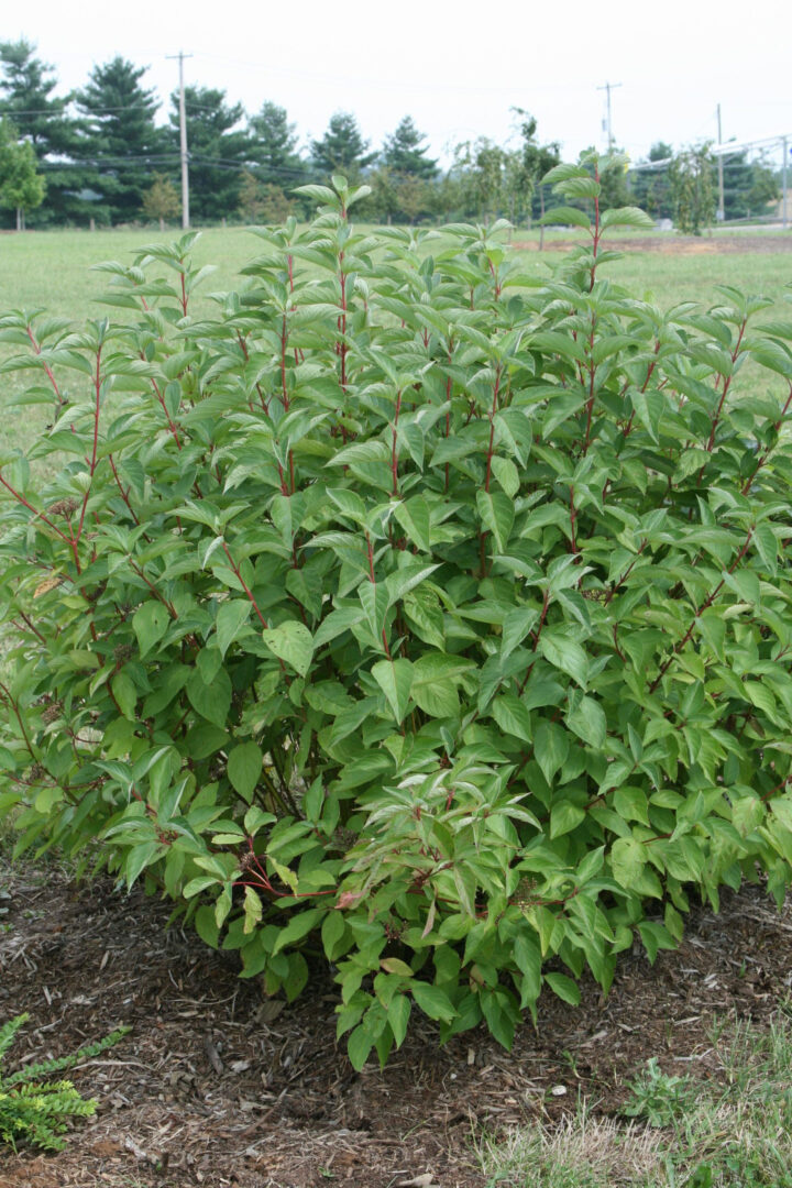 Arctic Fire Dogwood - Image 2