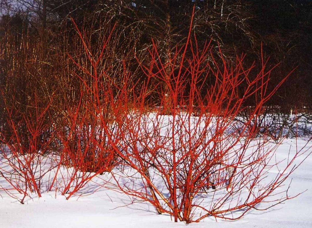 Arctic Fire Dogwood - Image 3