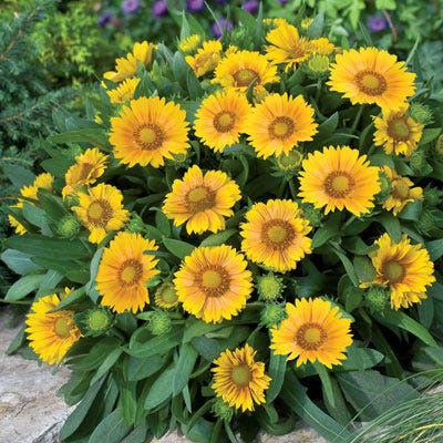 Arizona Apricot Blanket Flower - Image 2