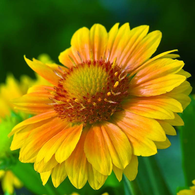 Arizona Apricot Blanket Flower - Image 3