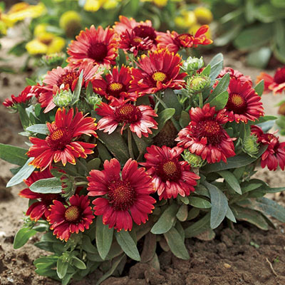 Arizona Red Shades Blanket Flower - Image 2