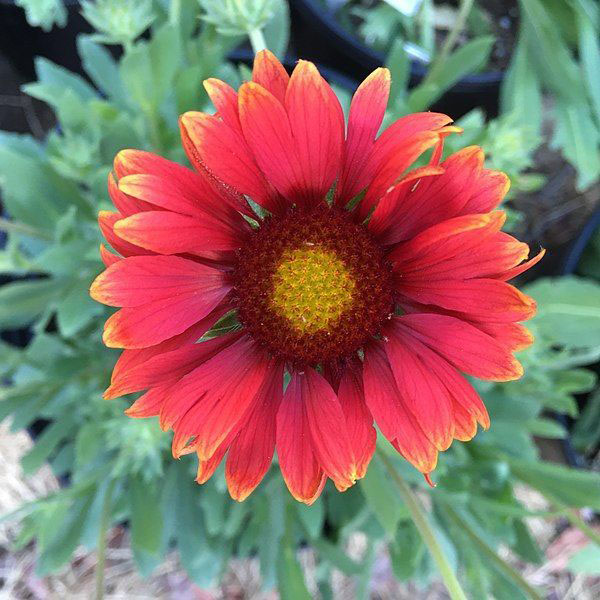 Arizona Red Shades Blanket Flower - Image 3