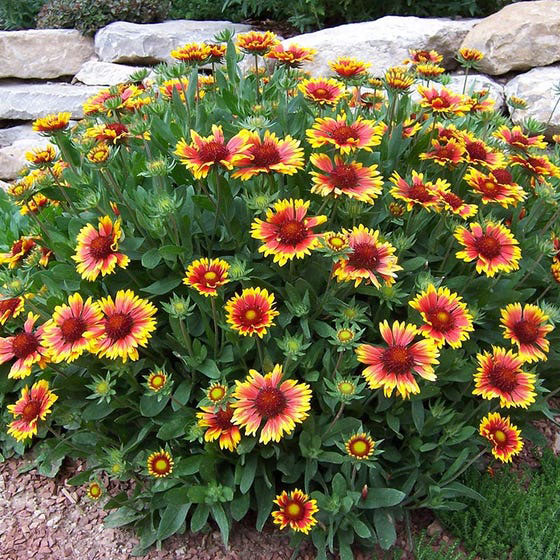 Arizona Sun Dwarf Blanket Flower - Image 2