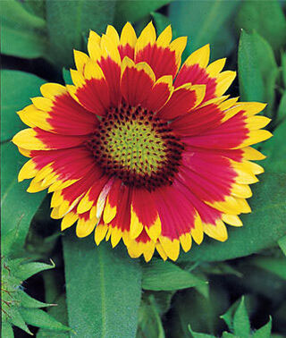 Arizona Sun Dwarf Blanket Flower - Image 3