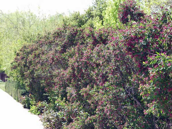 Arnold Red Honeysuckle - Image 2