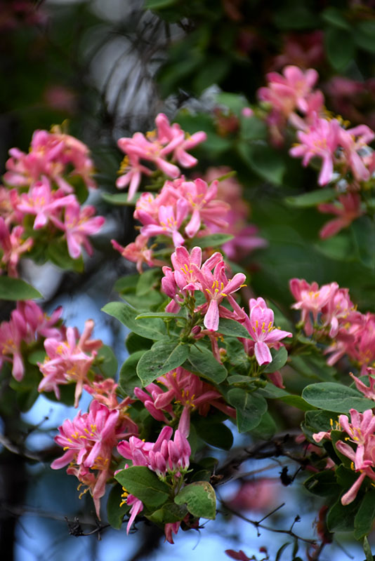 Arnold Red Honeysuckle - Image 3