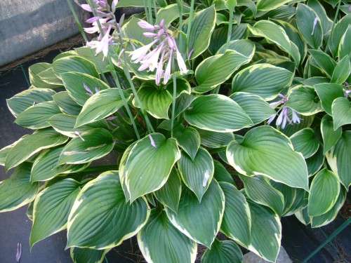 Aureomarginata Plantain Lily - Image 2