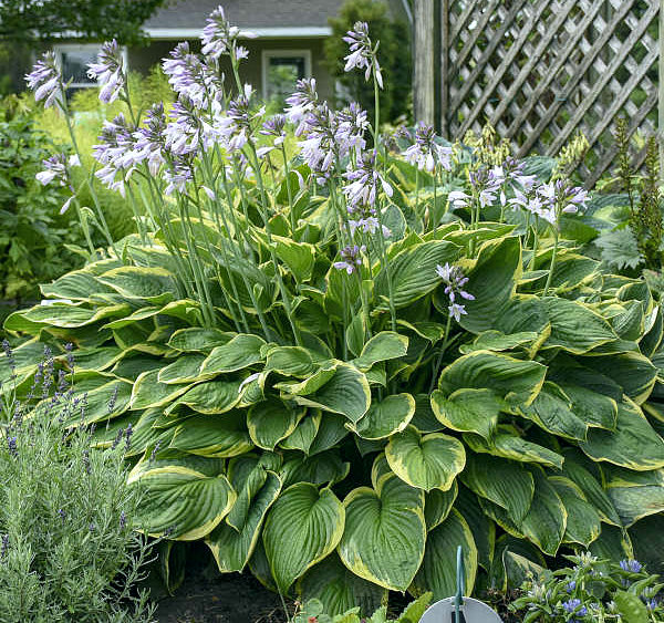 Aureomarginata Plantain Lily - Image 3