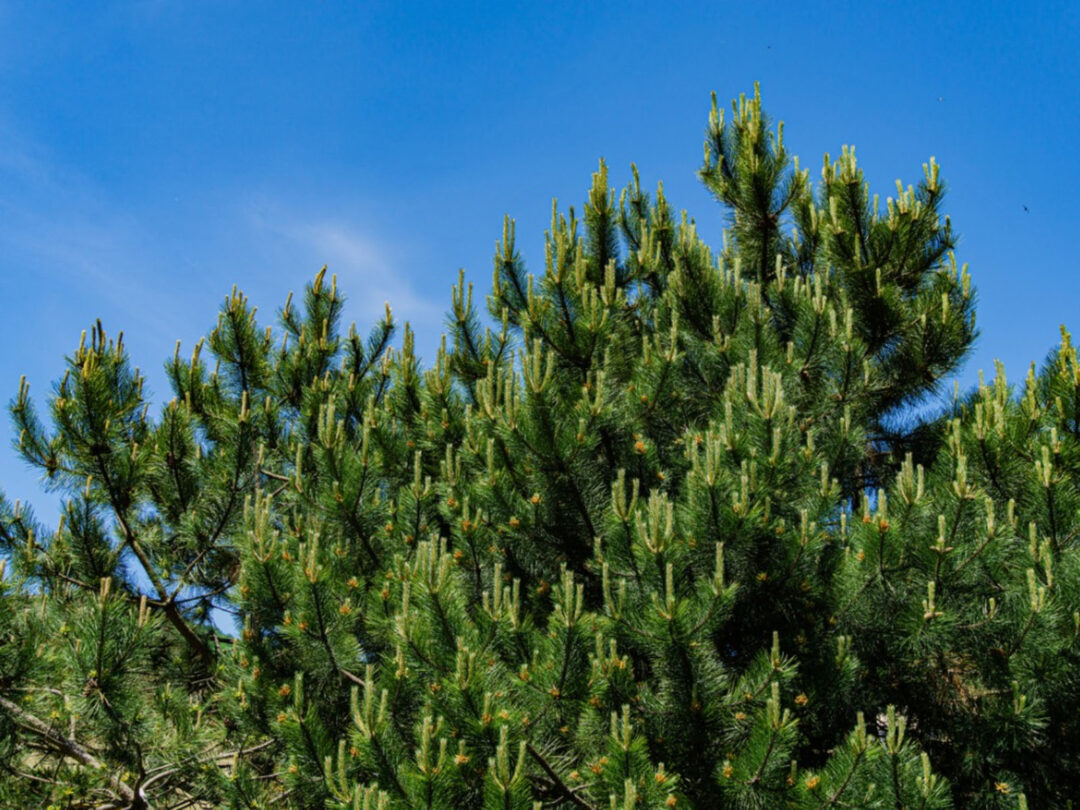 Austrian Pine - Image 2