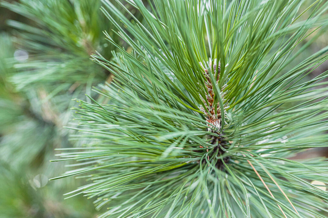 Austrian Pine - Image 3