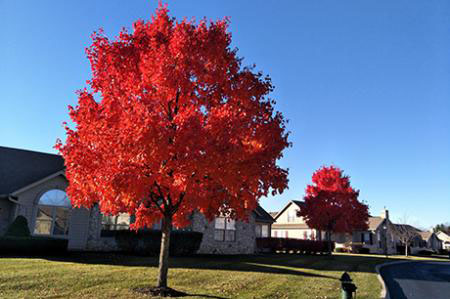 Autumn Blaze Maple - Image 2