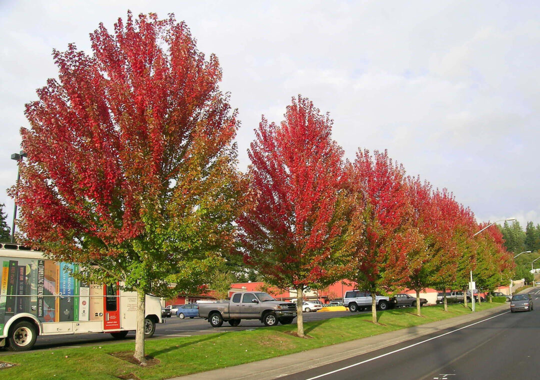 Autumn Blaze Maple - Image 3