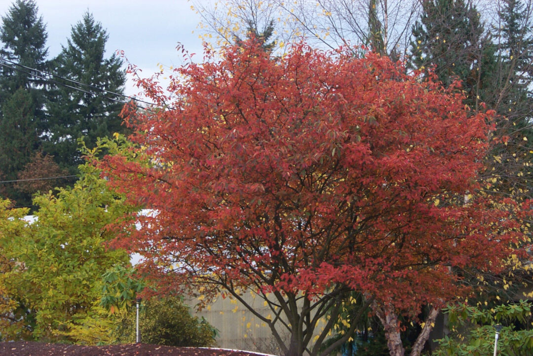 Autumn Brilliance Apple Serviceberry - Image 2