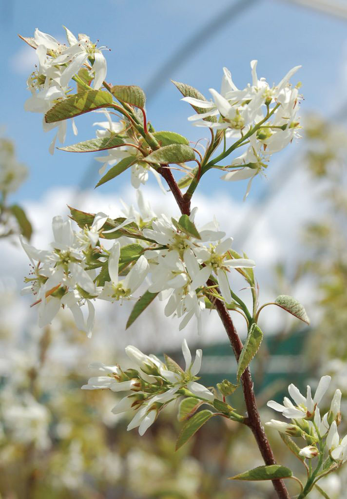 Autumn Brilliance Apple Serviceberry - Image 3