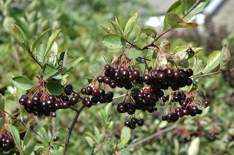 Autumn Magic Black Chokeberry - Image 2
