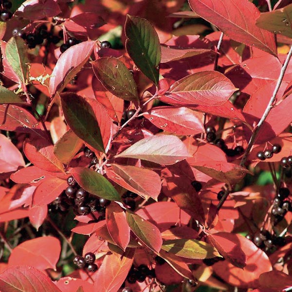 Autumn Magic Black Chokeberry - Image 3