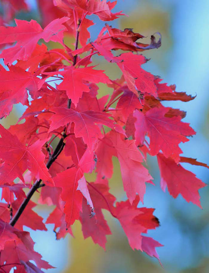 Autumn Radiance Red Maple - Image 2