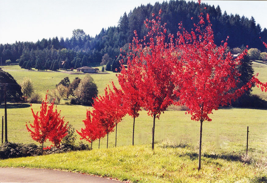 Autumn Radiance Red Maple - Image 3