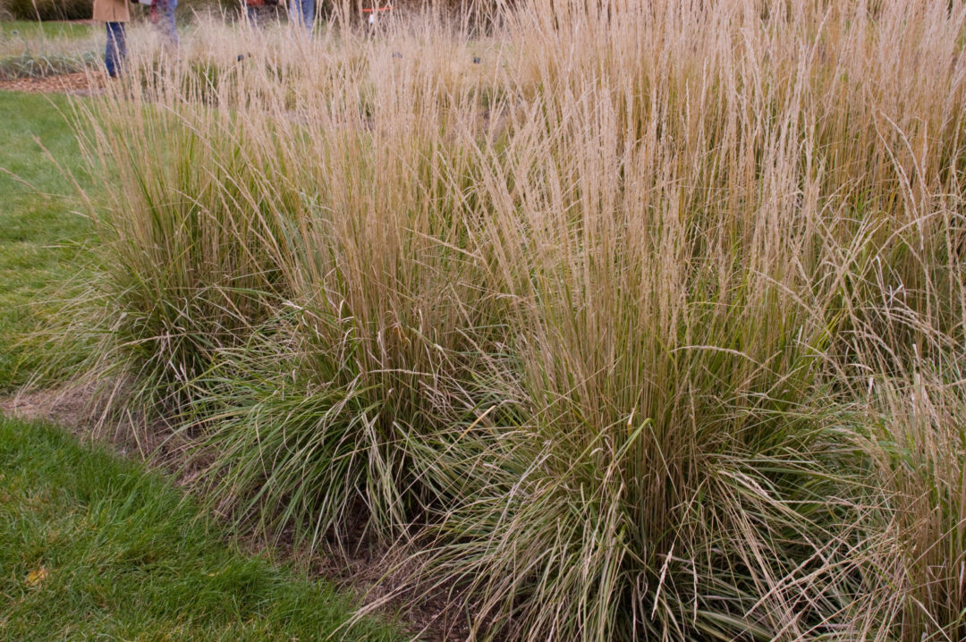 Avalanche Feather Reed Grass - Image 2