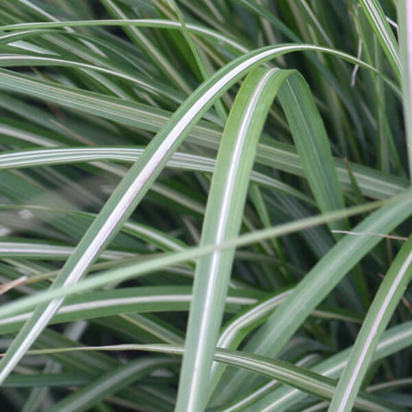 Avalanche Feather Reed Grass - Image 3