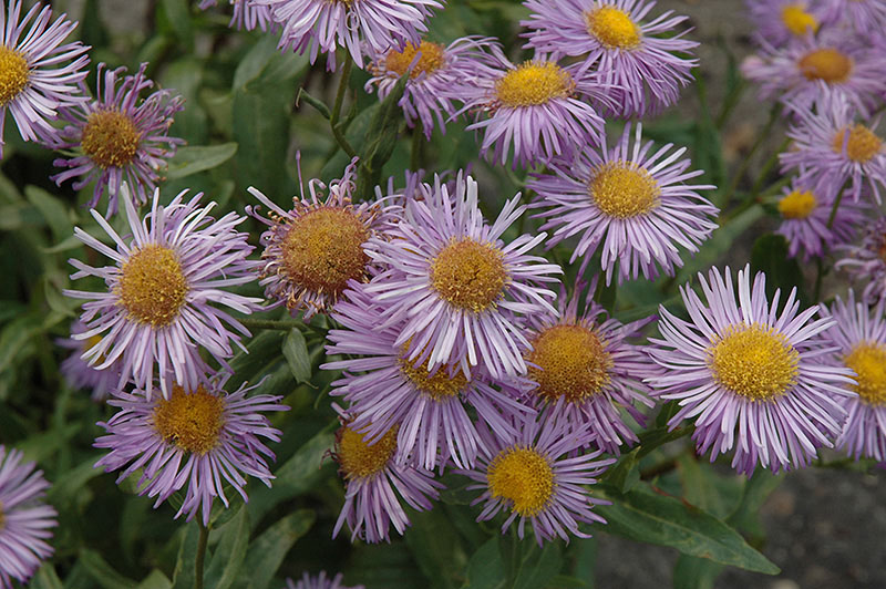 Azure Fairy Fleabane - Image 2