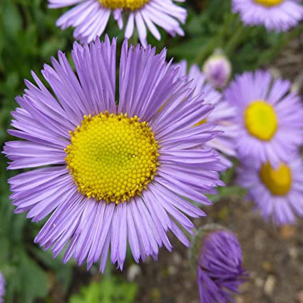 Azure Fairy Fleabane - Image 3