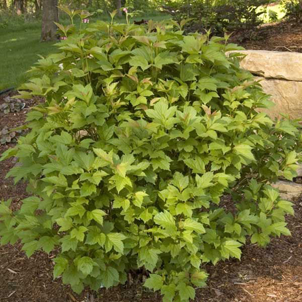 Bailey Compact American Cranberrybush - Image 2