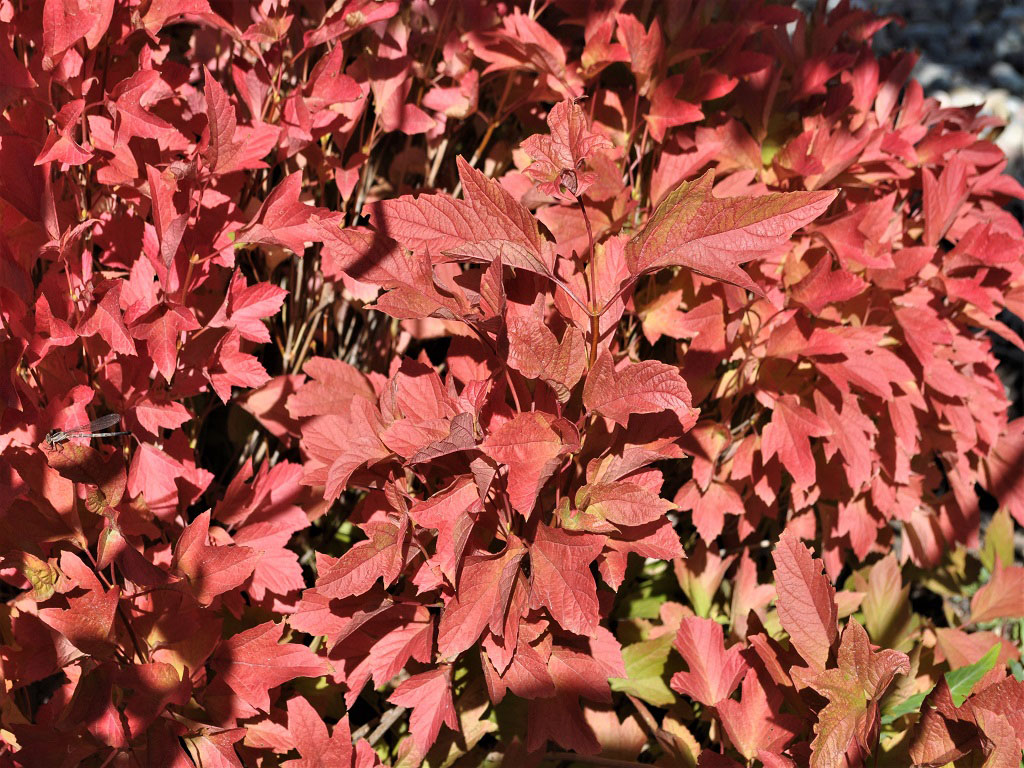 Bailey Compact American Cranberrybush - Image 3