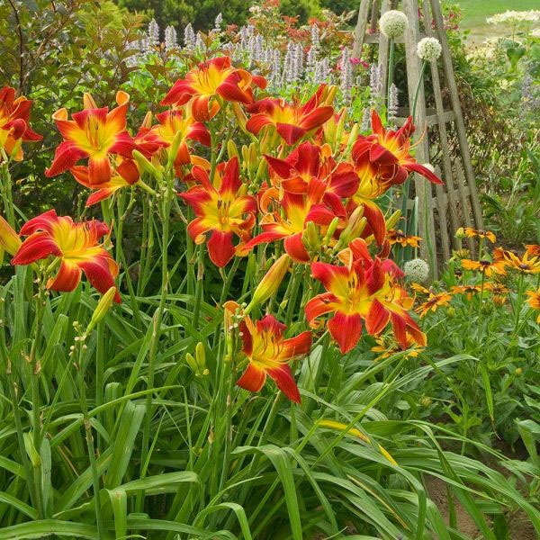 Baja Red Daylily - Image 2