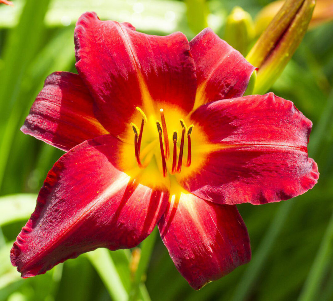 Baja Red Daylily - Image 3
