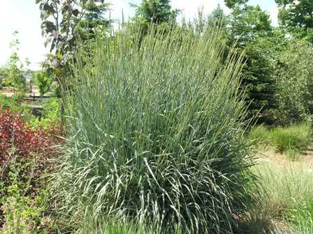 Basin Wildrye - Image 3